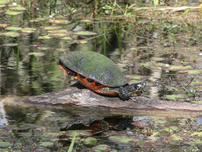 Florida Red-bellied Cooter