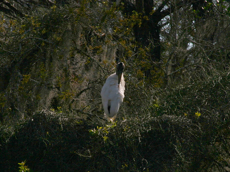 Wood Stork