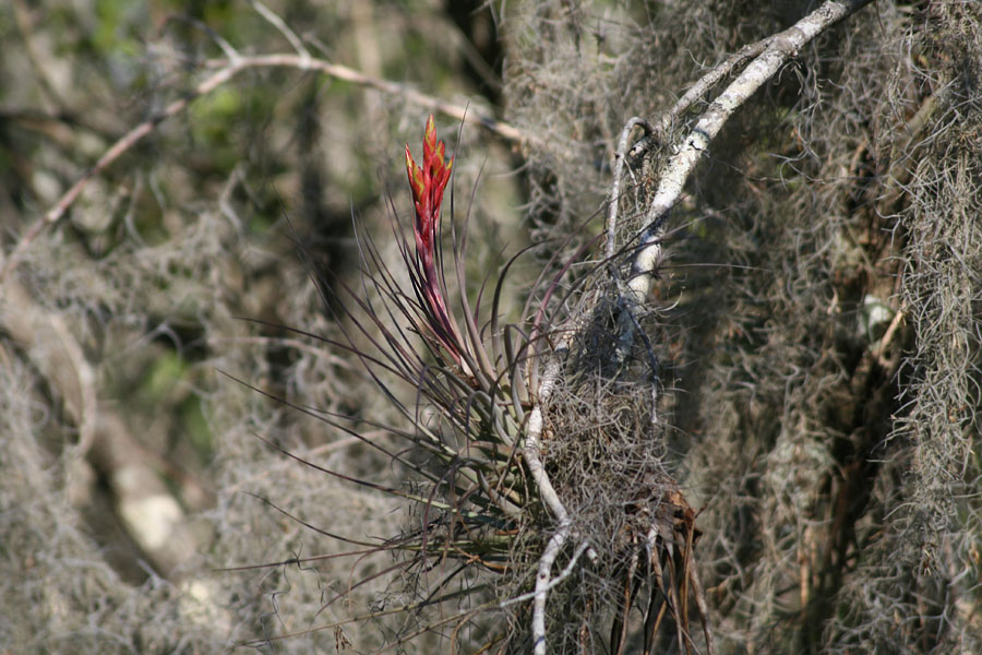 A flower in a tree crown