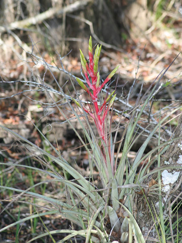 Cardinal Airplant