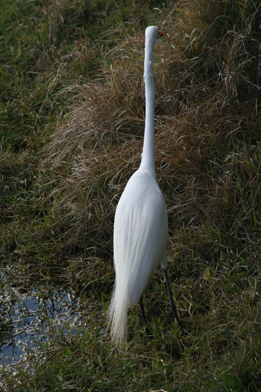 Great White Egret with fully extended neck