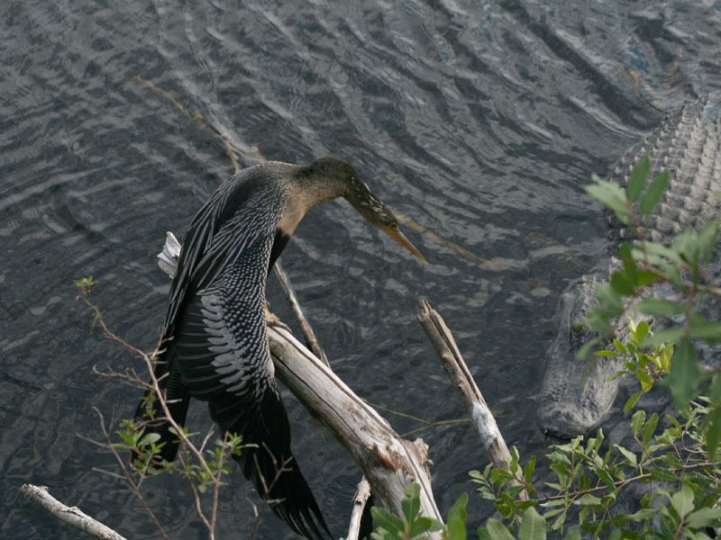 Anhinga is alert even as the alligator shows no apparent interest