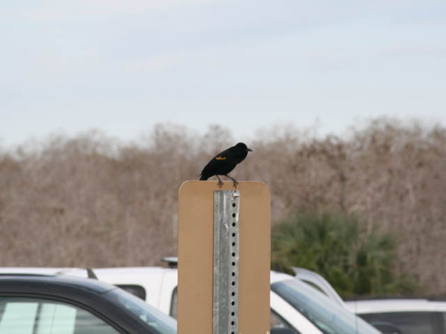 A black bird with orange feathers on wings