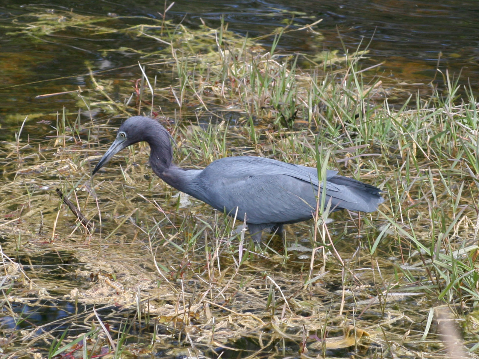 Little Blue Heron