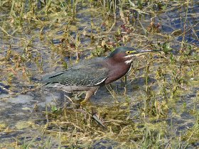 Green Heron (February 2010) Green Heron (February 2010)