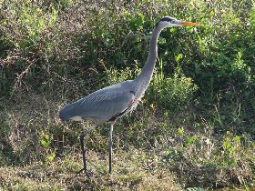 Great Blue Heron (February 2010) Great Blue Heron (February 2010)