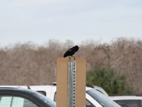 A black bird with orange feathers on wings (February 2010) A black bird with orange feathers on wings (February 2010)