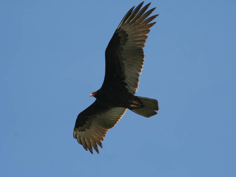 Turkey vulture