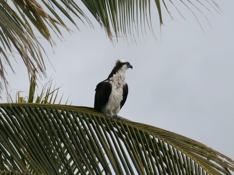 Osprey