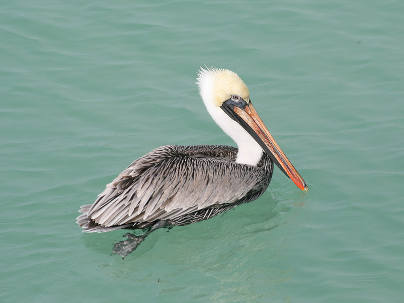 Pelicans picture 24661