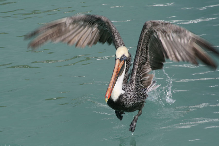 Pelicans picture 24660