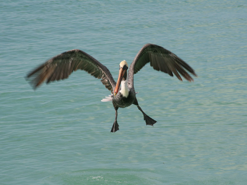 Pelicans picture 24664