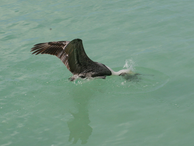 Pelicans picture 24669