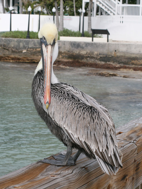 Pelicans picture 24665
