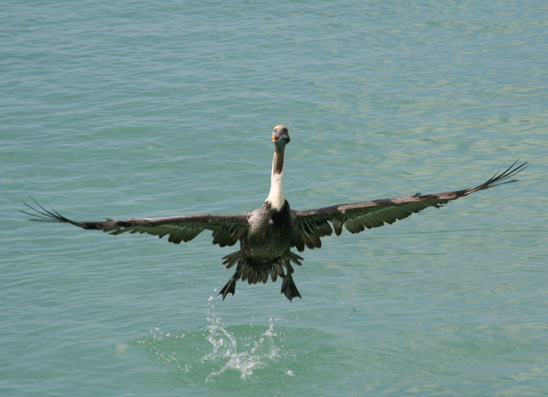 Pelican? Or a goose?