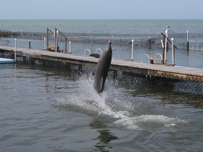 Dolphin Research Center picture 23723