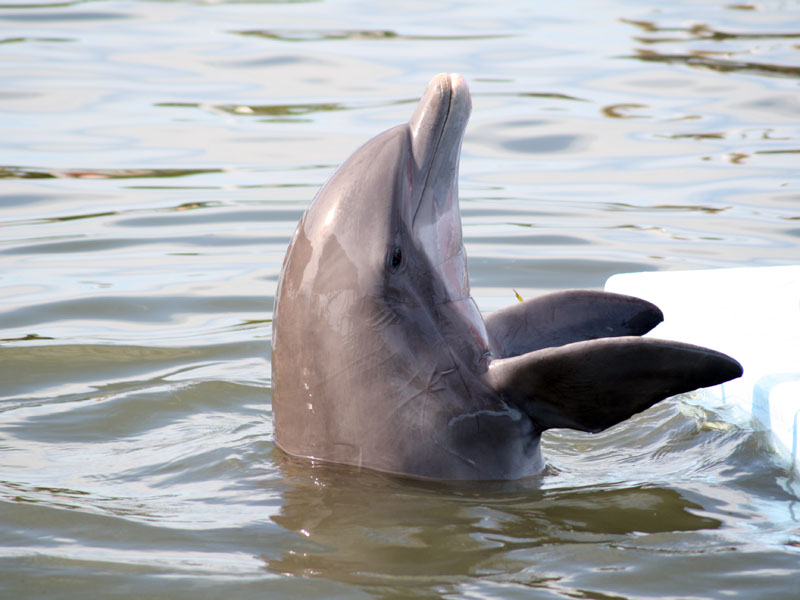 Dolphin Research Center picture 23725