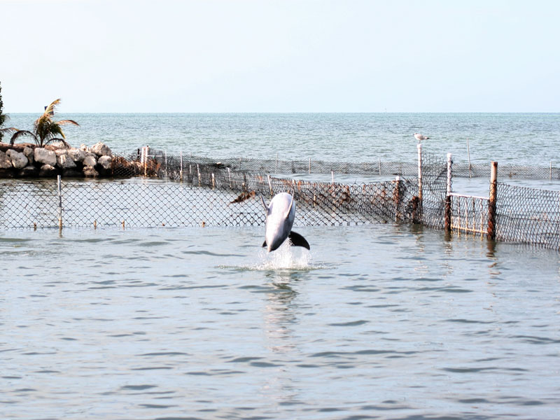 Dolphin Research Center picture 23727