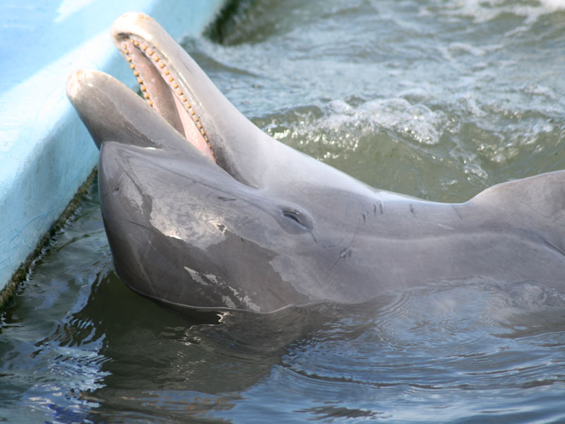 Dolphin Research Center picture 23728