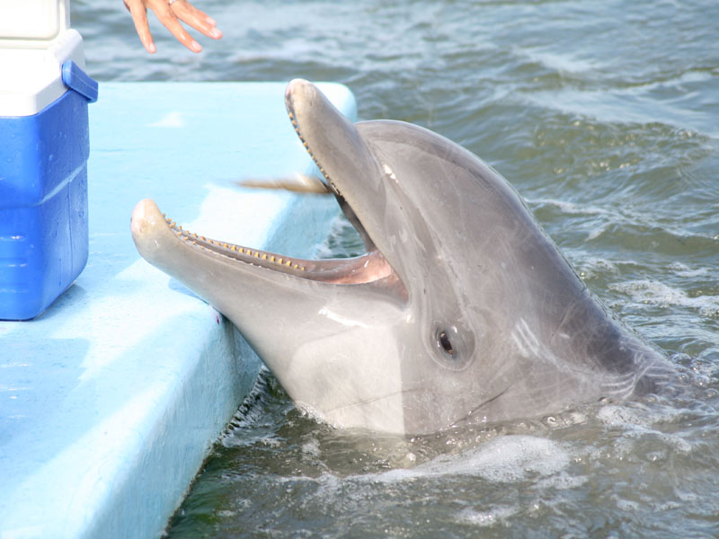 Dolphin Research Center picture 24677