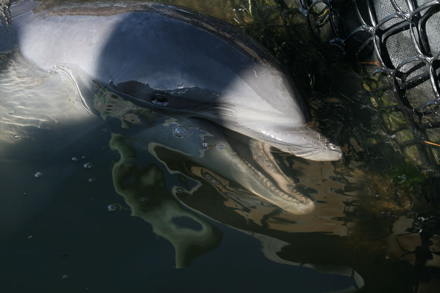 Dolphin Research Center picture 24678