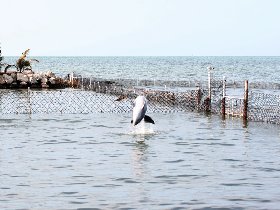 Dolphin Research Center (February 2010) Dolphin Research Center (February 2010)
