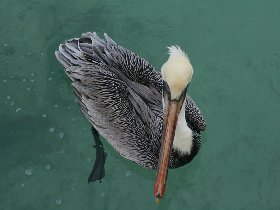 Pelicans (February 2010) Pelicans (February 2010)