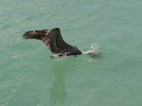 Pelicans (February 2010) Pelicans (February 2010)
