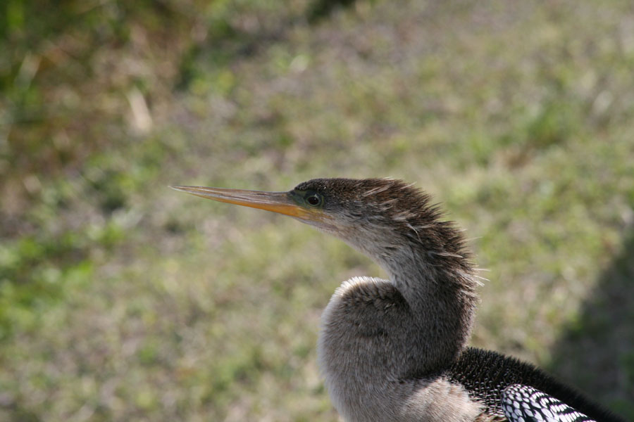 Anhinga