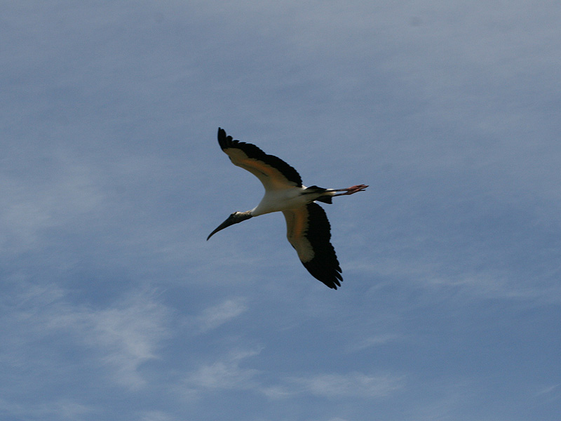 Flying Wood Stork