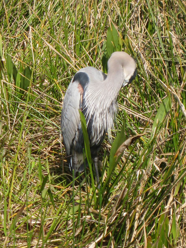 Great Blue Heron