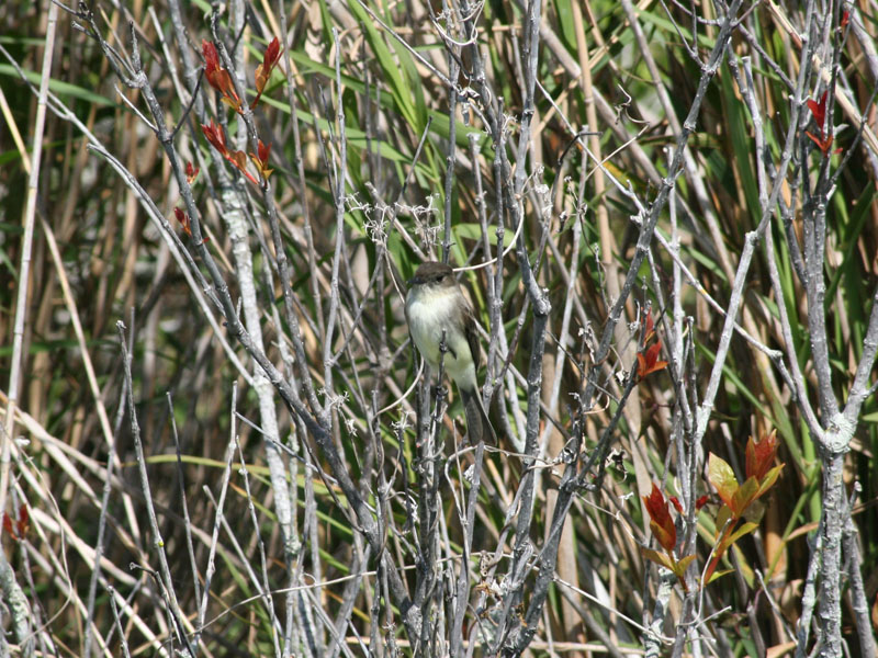 Warbler