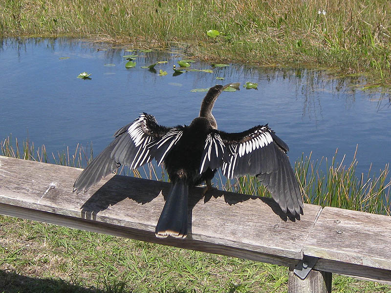 Anhinga is drying its feathers