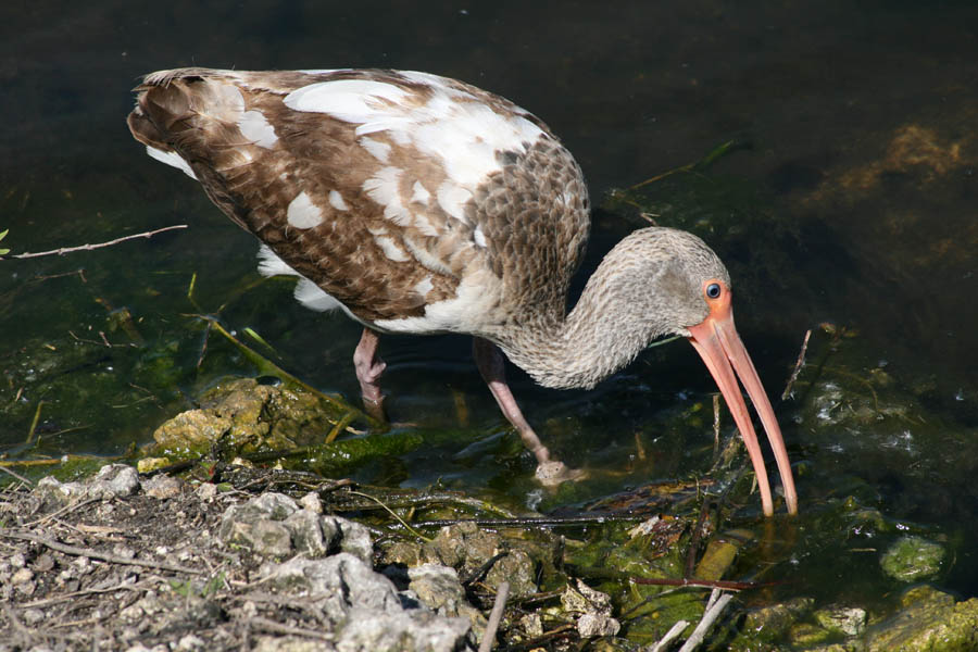 Mladý ibis biely (Február 2010)