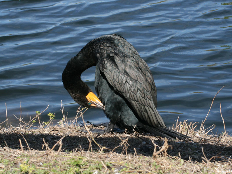 Double-crested Cormorant 