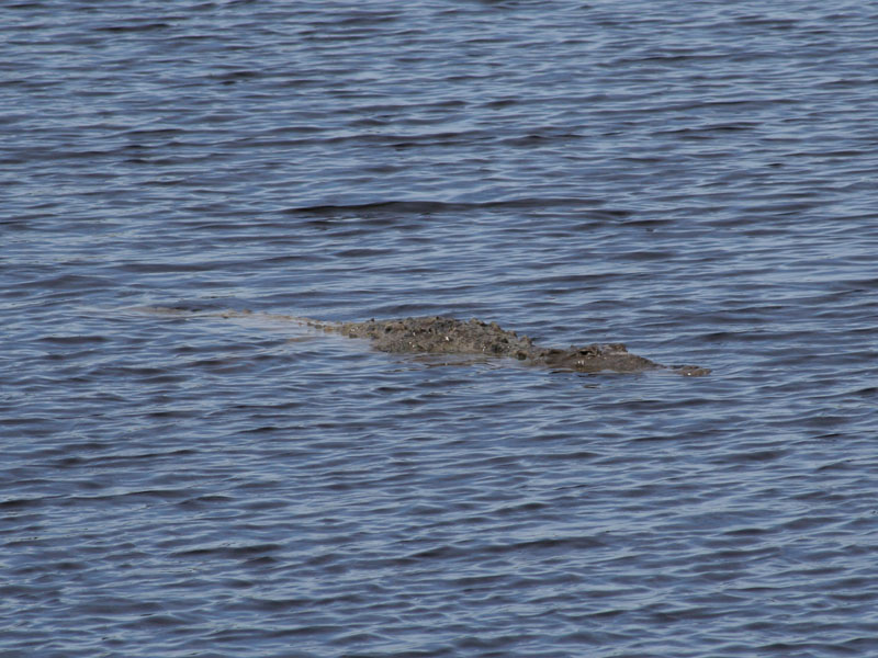 Na rozdiel od aligátorov, ktoré sú všade, krokodíly sú na Floride veľmi zriedkavé. V celých Spojených štátoch žije len okolo 2000 kusov divožijúcich krokodílov. Všetky jediného druhu - krokodíl dlhohlavý (americký) . (Február 2010)