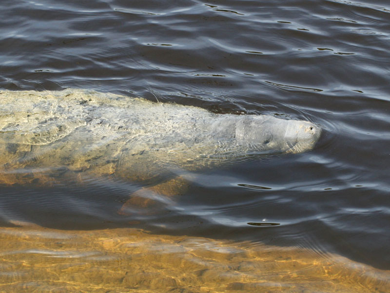 Mláďa morskej kravy (lamantín, siréna, dugong) (Február 2010)
