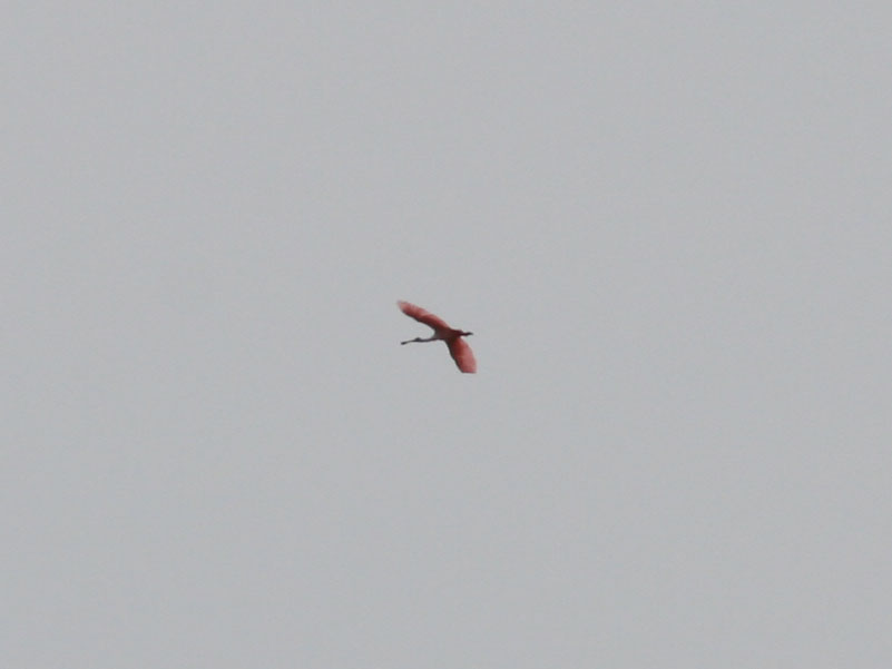 We even spotted a flying Roseate Spoonbill