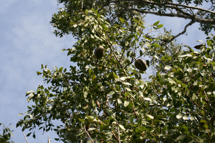 Mahogany fruits