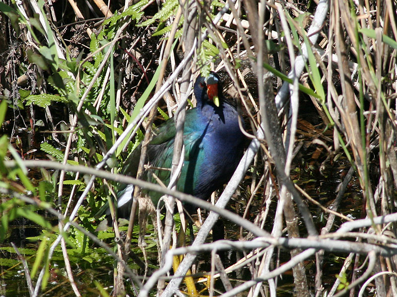 American Purple Gallinule