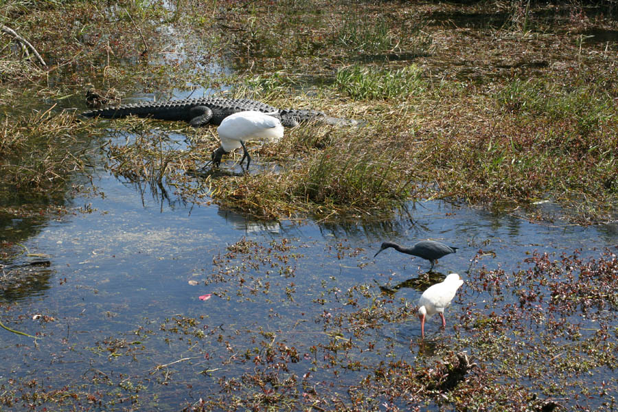 The slough (pronounced "slew") - a very slow moving shallow water channel