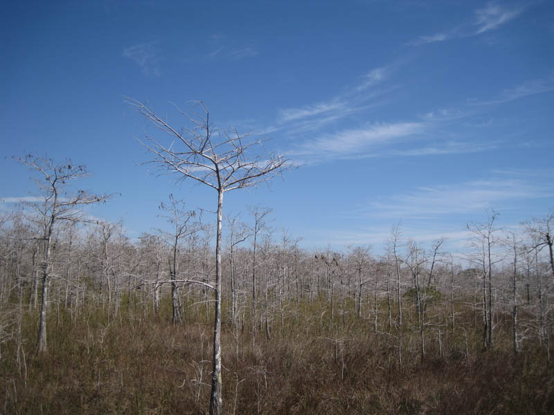 Skeleton forest in winter