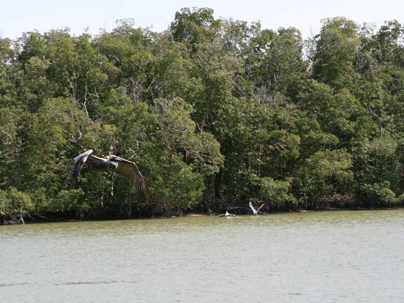 Pelicans