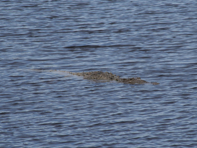 Unlike alligators, crocodiles are rare in Florida. There is only 2000 individuals living in U.S. All of the same species - American crocodile .