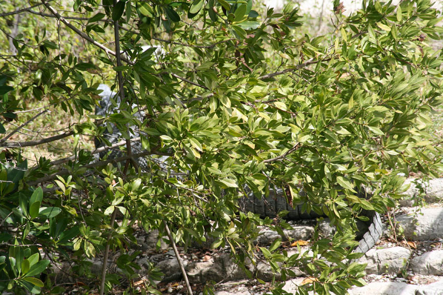 Yet another specimen - another crocodile hidden behind the mangrove