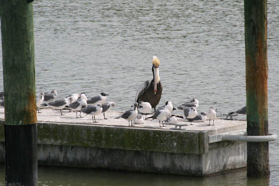 Brown pelican among seagulls