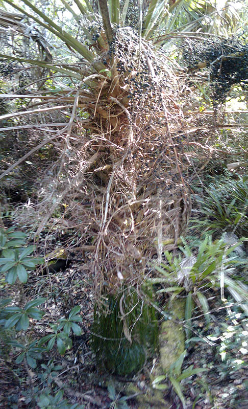 Mahogany Hammock Trail picture 24224