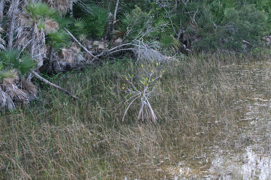 Little mangrove next to the hammock