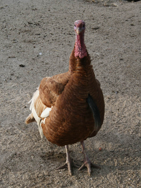 ZOO in the roadside store picture 24211