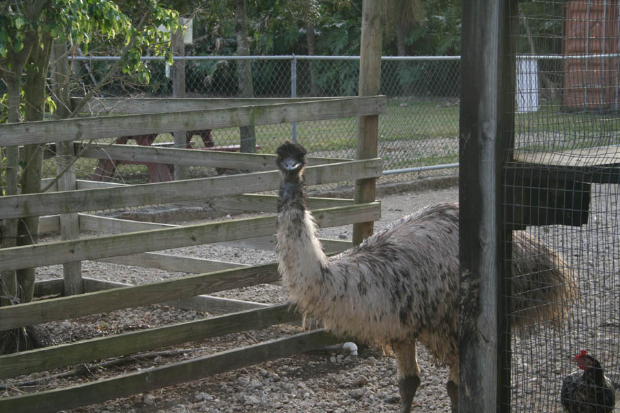 ZOO in the roadside store picture 24213